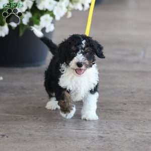 Landon, Mini Bernedoodle Puppy